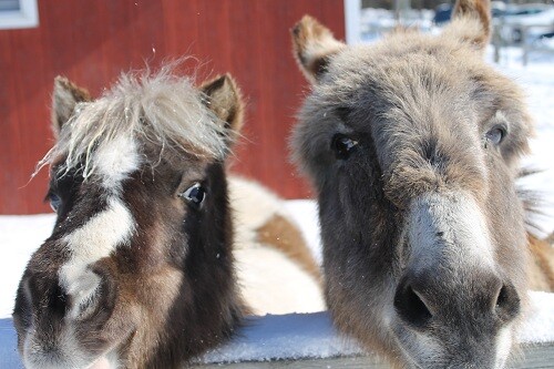 Giving Back to Animals That Give So Much in Equine Therapy