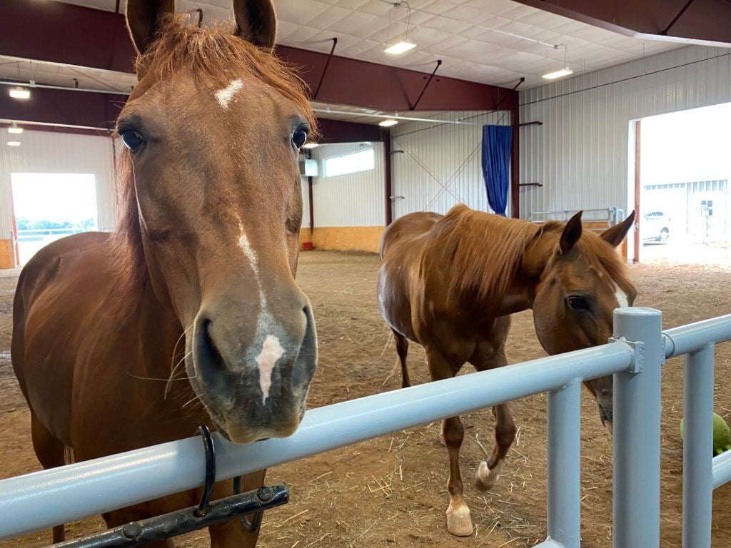 equine-assisted therapy